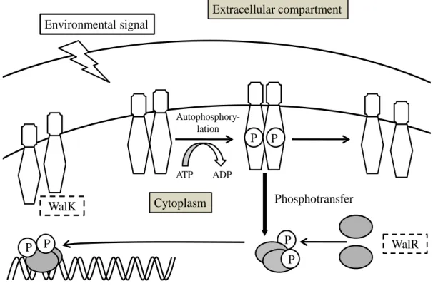 Fig. 1. The WalK/WalR two-component signal transduction system. 