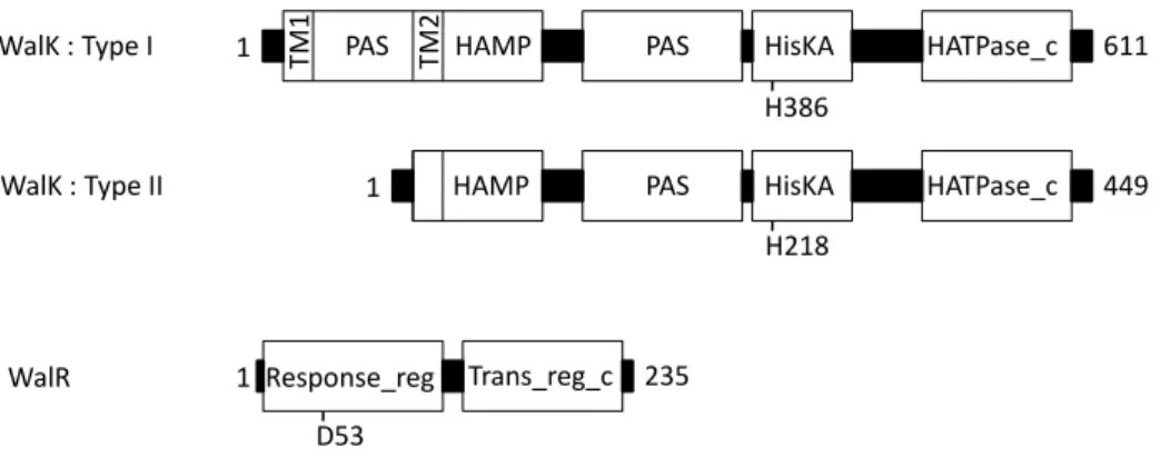Fig. 2. Domain architectures for WalK and WalR proteins. 
