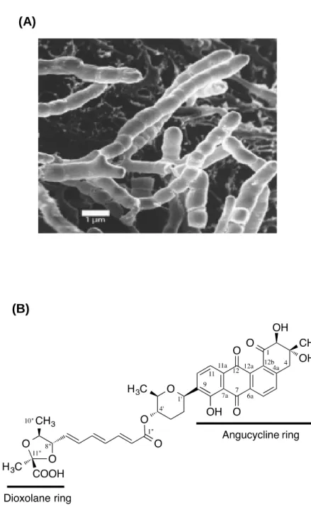Fig. 3. (A) Streptomyces sp. MK844-mF10, (B) Structure of waldiomycin. 