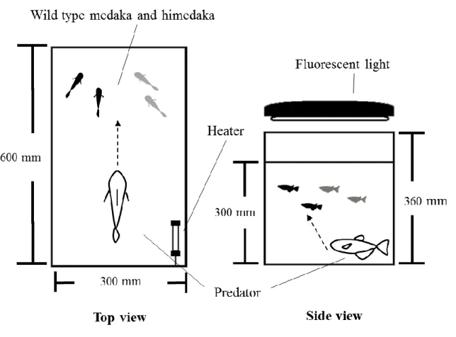 Fig. 3 The apparatus for the predatory pressure experiment in which a predator’s preference for medaka coloration was tested