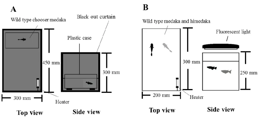 Fig. 4 The experimental apparatus for the mate choice experiment. (A) The tank for the chooser that was maintained in the dark condition