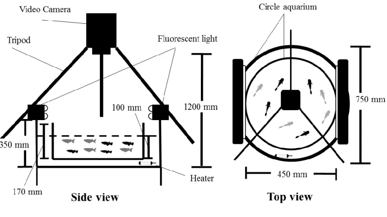Fig. 5 The experimental apparatus used to examine schooling behavior of medaka. Black and gray fish represent wild type medaka and himedaka,  respectively