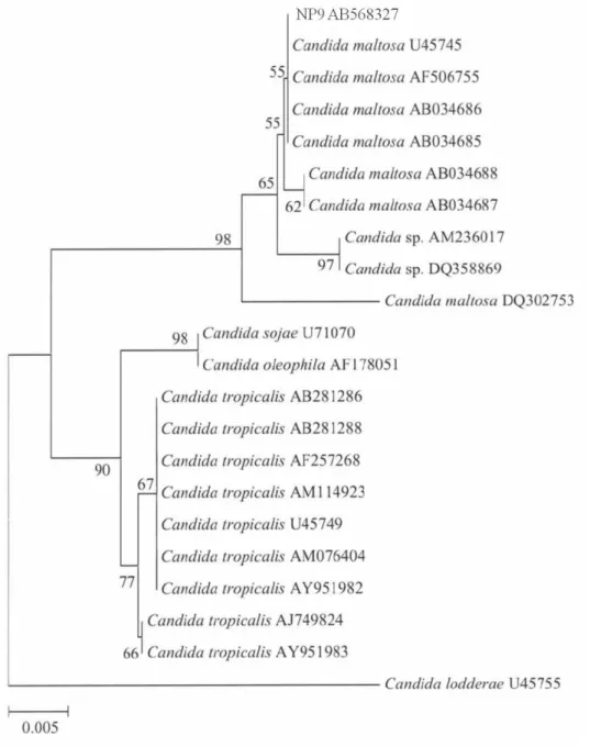 Fig. 6. Phylogenetic tree of strain NP9 based on 26S rRNA D1/D2 domain sequence. 
