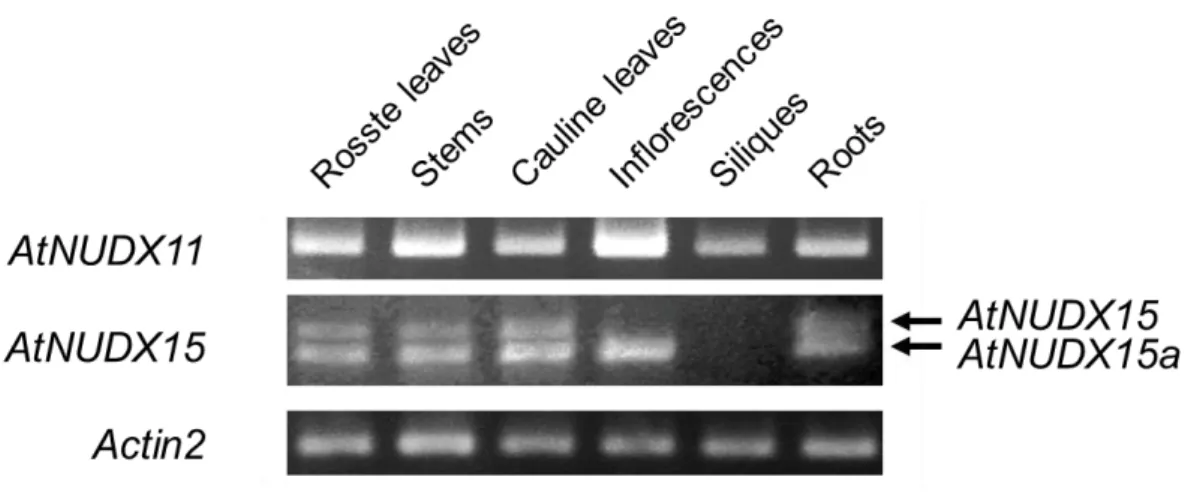 Figure  II-4.    Alternative  splicing  patterns  of  AtNUDX15  mRNAs  and  putative  structures of AtNUDX15 proteins