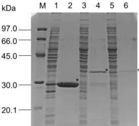 Figure II-7.    Purification of recombinant AtNUDX11, 15, and 15a.   