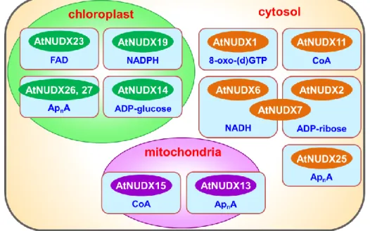 Figure I-2    Subcellular localization and substrate specificity of AtNUDXs 