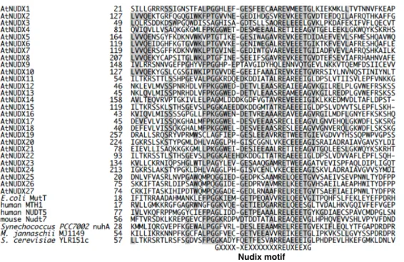 Figure III-1. Partial sequence alignment of AtNUDX proteins with ADP-ribose and 8-oxo-dGTP  pyrophosphatases of the Nudix family