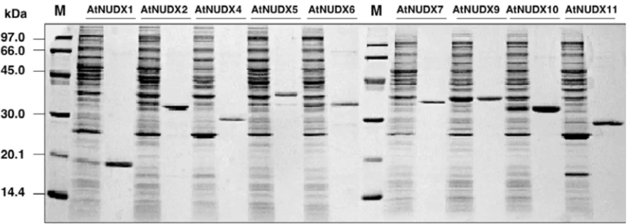 Figure III-2. Purification of recombinant AtNUDX proteins.   