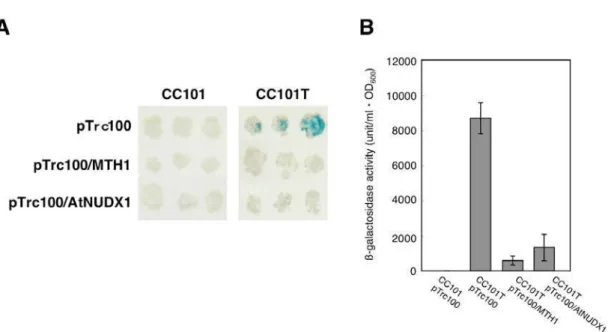 Figure IV-1. Suppression of transcriptional errors by the expression of AtNUDX1 protein
