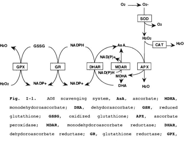 Fig.  1-1.  AOS  scavenging  system,  AsA,  ascorbate;  MORA,  monodehydoroascorbate;  ORA,  dehydorascorbate;  GSH,  reduced  glutathione;  peroxidase;  GSSG, MDAR,  oxidized  glutathione; monodehydoroascorbate  APX,  ascorbate reductase; ORAR,  dehydoroa