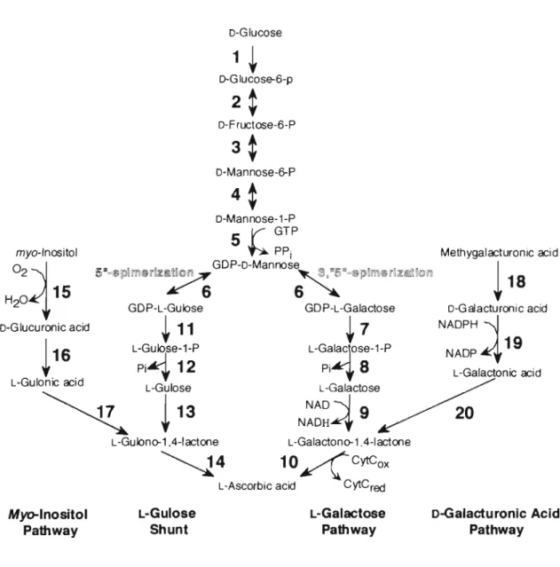 Fig.  I-2.  AsA  biosynthet i c  pathways  in  p lants.  Strong  evidence  exists  for  the  L-galactose  AsA  biosynthetic  pathway  in  plants  in  which  D-Glu  is converted  to AsA  via GDP-D-Mannose  and  L-Galactose