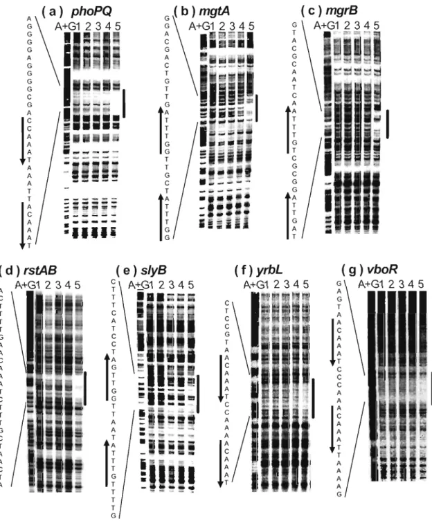 Fig. 4. DNasel f oot printing assa ys. The coding (b, mgtA; c, mgrB; e, slyB) or non-coding (a, phoPQ;  d, rstAB; f, yrbL ;  g, vboR)  strands containing the  PhoP box  region  were labeled  with 32P at 5' ends, incubated with  various amounts  (lanes 1, 2