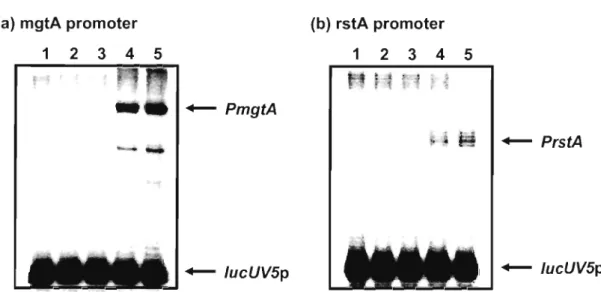 Fig.  5.  In  vitro transcription assay. Single-round transcription in  vitro of 0.1 pmol mgtA (a) or rstA  (b) template or  lacUV5 template was  performed  with  several concentration of PhoP (lane1 , 2, 3, 4 and  5 contain  0, 100, 200, 400 and 