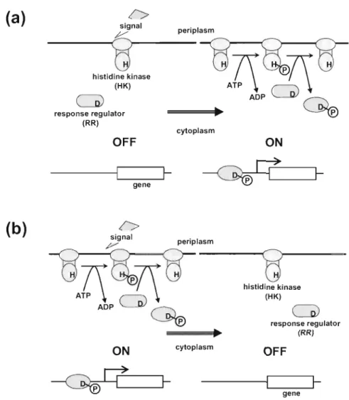 Fig. 1 Bacterial Two-component signal transduction  system , TCS. When a suitable signal(s) is  sensed, HK adopts  a co nformation that is activated (a) or rep ressed  (b) and  changes the amount of the  cognate phosph o-regulator to  regulate the  express