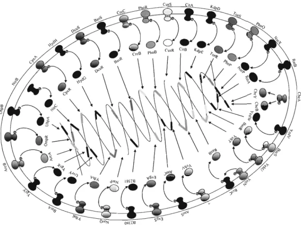 Fig.  2.  Genes encoding two-component system  in  E.  coli. 