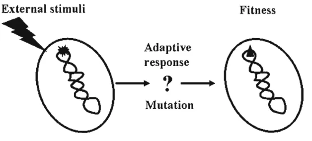 Fig. 1  A model of stress- induced mutagenesis  for adaptation to a  new environment 