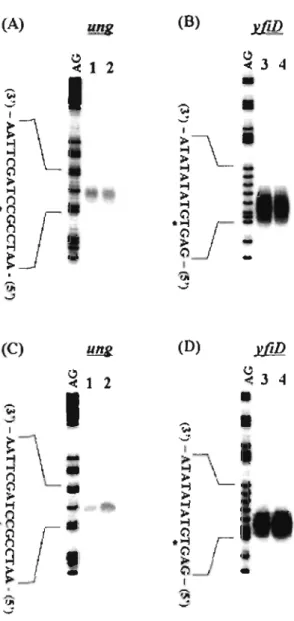 Fig. 4.  ling  and  yfiD  gene  expression  dependent on  growth  phase. E. coli B W25113  (A,  C  lane  I  and  B,  0  lane  3)  and  BW27559  (/!'cpxR) (A ,  C  lane  2,  and  B,  Di ane  4)  were  grown  to  mid-log  phase  (O D600=0.6)  (A,  B)  or  ea