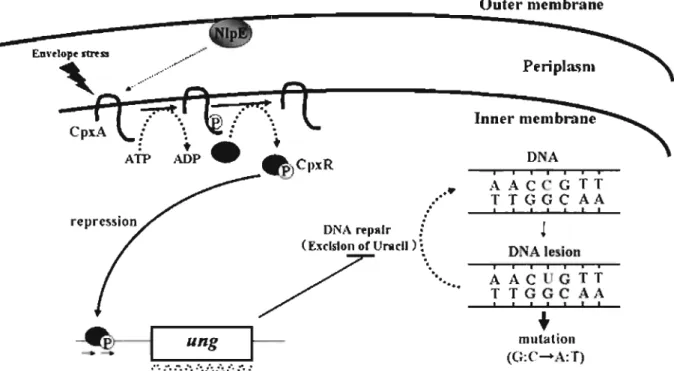 Fig.  9.  A  model  of  negative  regulation  of  ung  gene  expression  by  CpxR/CpxA  two-component system