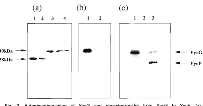 Fig.  2.  Autophosphorylation  of  YycG  and  phosphotransfer  from  YycG  to  YycF.  (a) 