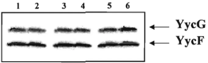 Fig.  4.  Phosphotransfer from  YycG-P  to  YycF  and  YycF  (H215P).  After  YycF  (lanes  I ,  3,  5)  and  YycF  (H215P) (lanes 2,  4, 6)  were  preincubated at 25°C  (lanes  1,2), 37°C (lanes  3,4) and 47°C  (lanes 5,  6),  phospho transfer was perform