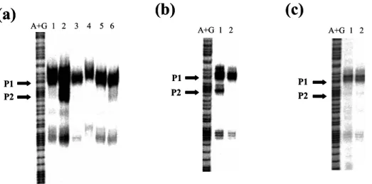 Fig. 3.  S1 mapping of tolC. (a) Transcriptional level of tolC in the  phoP and  phoQ deleted  evgS1 mutant