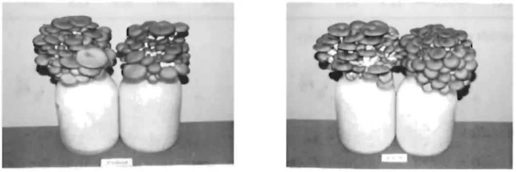 Fig.  1-1  shows  the  picture  of  one  example  as  to  the  fruit-body  development  of  P