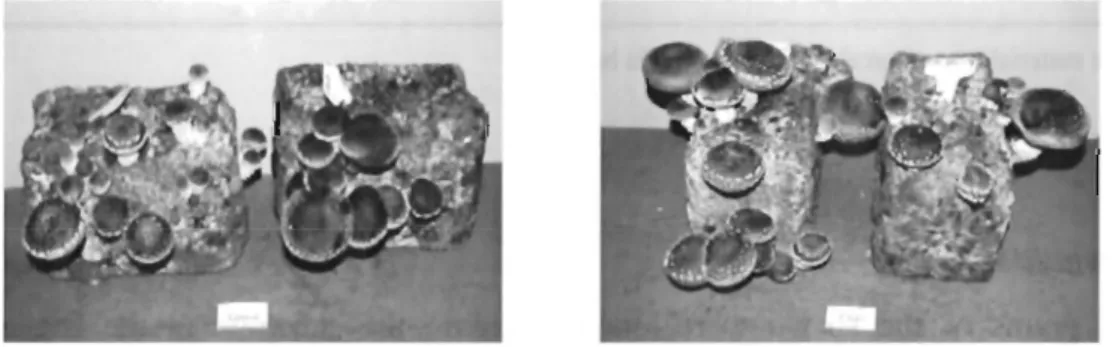 Fig. 1-5.  Effect of CNF on fruit - body formation of  Lentinula edodes  (Left:  control, Right shows experimental plot E: 25% of CNF instead of sawdust)