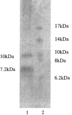 Fig. 7 The N-terminal amino acid seque, nce of one-electron oxidation substance from  T