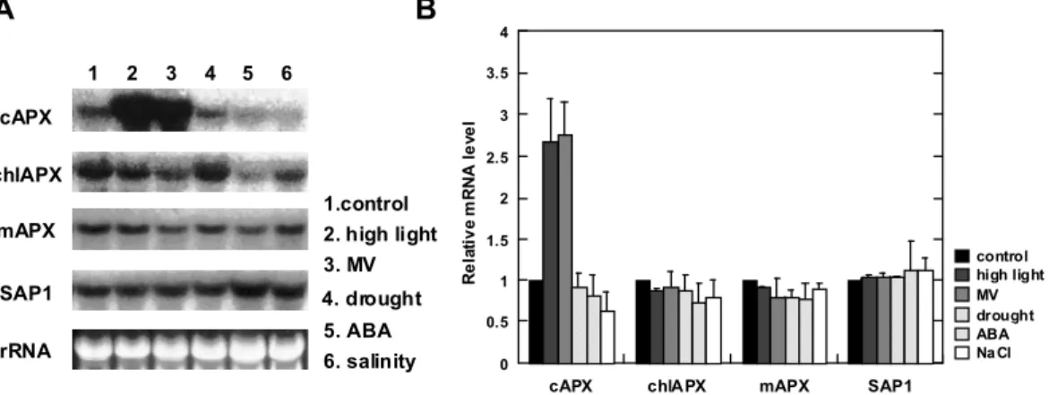 Fig. III-1. The changes in the steady-state transcript levels of the APX isoenzymes in response to  environmental and chemical stresses