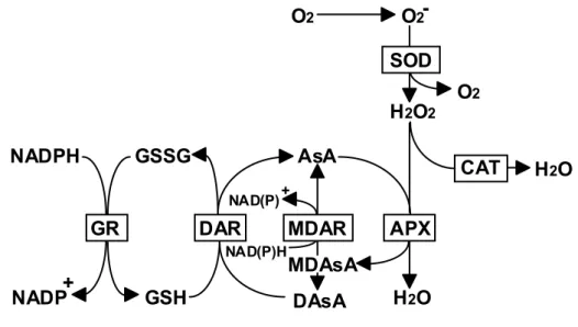 Fig. I-2.  Ascorbate-glutathione Cycle.  AsA, Ascorbate; MDAsA, Monodehydro  ascorbate; 