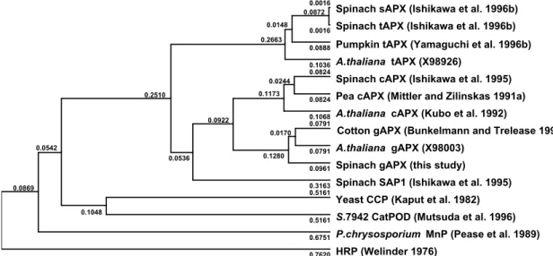 Fig. II-4A shows the subcellular distribution of the APX activity together with  marker enzymes (Cat, hydroxy pyruvate reductase, cytochrome  c  oxidase, fumarase)  in a linear sucrose density gradient centrifugation