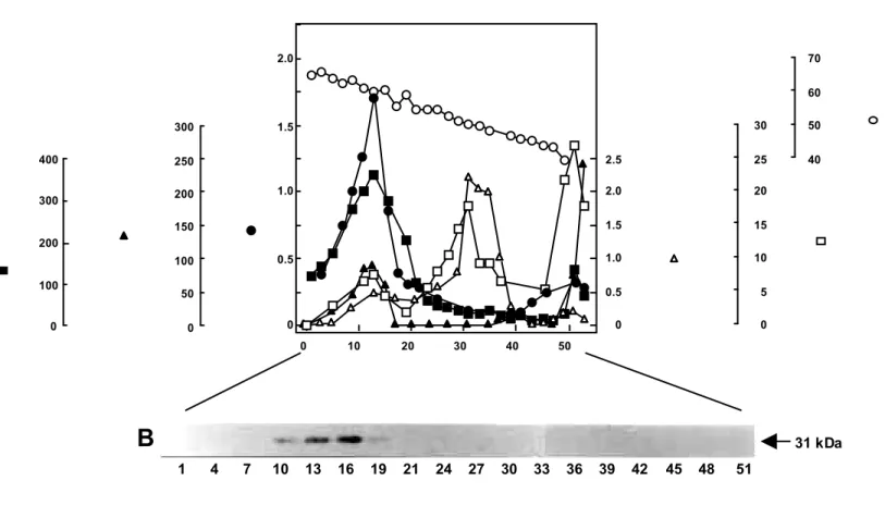 Fig. II-4    Subcellular distribution of APX and marker enzymes following linear sucrose density gradient centrifugation (A) and immunoblot analysis  using the mAb (EAP1) raised against Euglena APX (B)