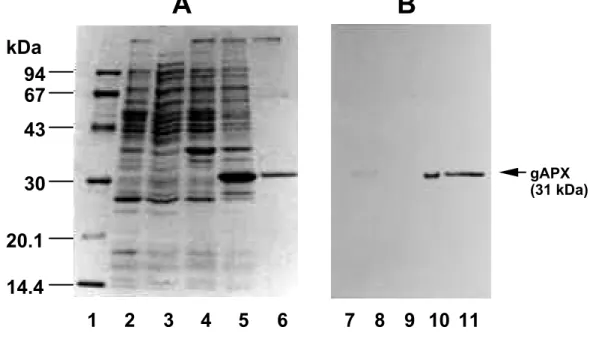 Fig. II-5  Overexpression and partial purification of recombinant gAPX in E.coli.    The  overexpression of pET-SAP30 in E.coli and partial purification of the recombinant gAPX were  carried out as described in the Materials and Methods section