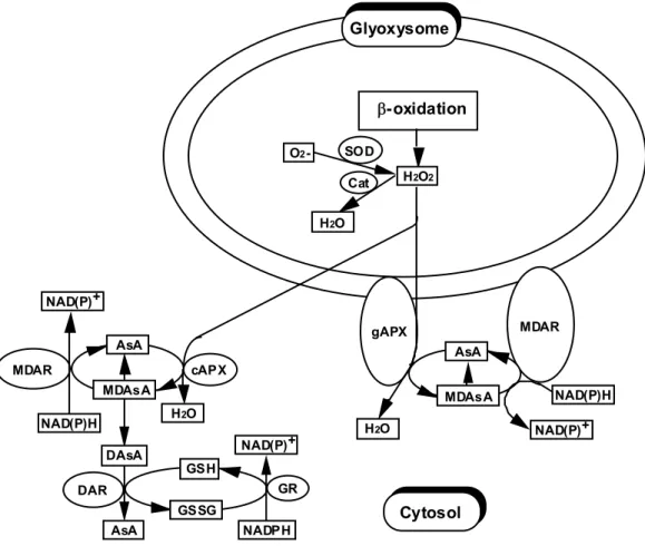 Fig. II-7  Possible model of the functional organization of the H 2 O 2 -scavenging system in  glyoxysomes