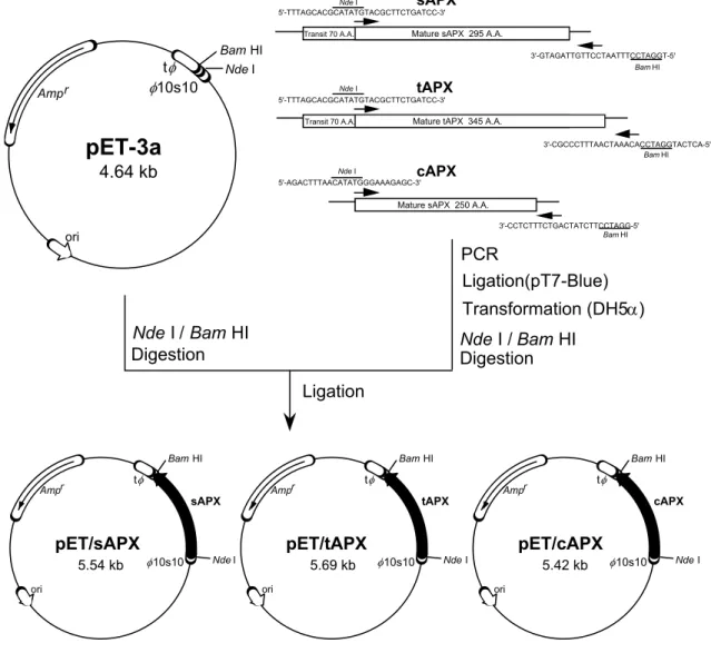 Fig. III-2    Construction of plasmid pET/APX for the expression of spinach APX isoenzymes