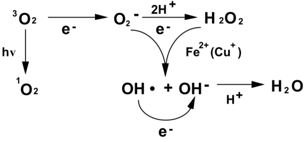 Fig. I-1.    Generation of active oxygen species on the reduction of O 2  to H 2 O 2 