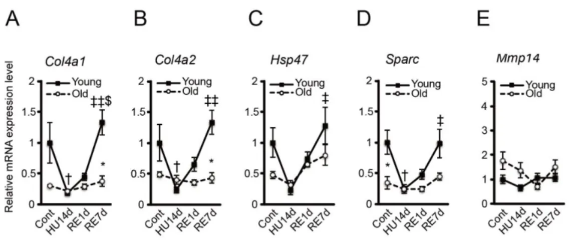 Fig.  7 Synthetic and degradative factors  of collagen  IV.  Changes in  relative mRNA  expression levels of Col4a1 (A), Col4a2 (B), Hsp47 (C), Sparc (D), and Mmp14 (E) in  response  to  hindlimb  unloading  and  reloading  in  the  young  and  older  sole