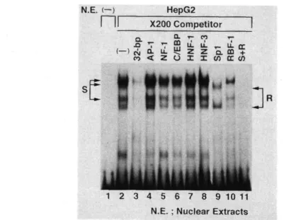 Fig. 7  EMSA  revealed  ubiquitous  DNA  binding  activity  to  the  32-bp  element. 