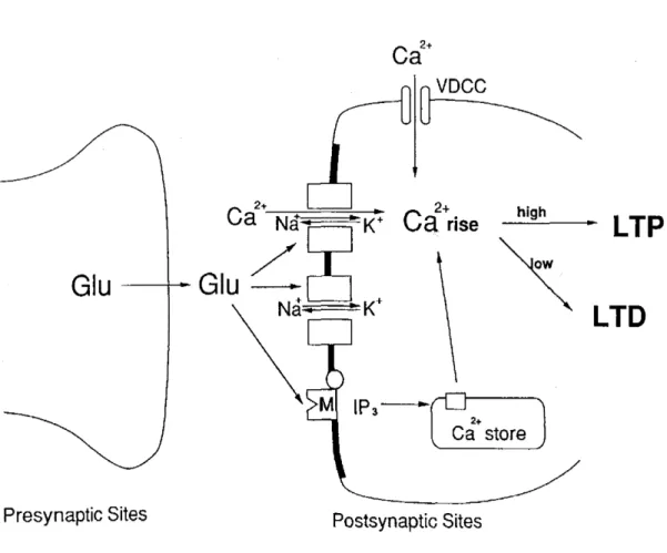 Fig.  6  The  mechanism  of  tetanus-induced  increase  in  postsynaptic   Ca'  .  N  :  NMDA  receptor,   A/K   :  AMPA/KA  receptor   m  mGluR,  Glu  :  glutamic  acid,   ER  :  endplasmic  reticulum,  IP  3  : Inositol 