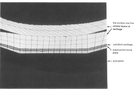 Fig.  3 Frictionless  GAP  element  was  incorporated  at  contact  surface. 