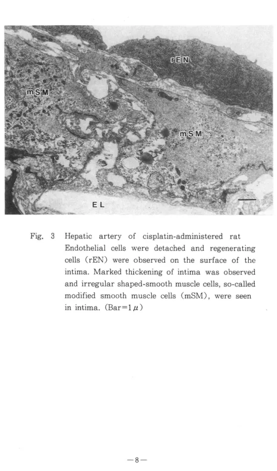 Fig.  3 Hepatic  artery  of  cisplatin-administered  rat  Endothelial  cells  were  detached  and  regenerating  cells  (rEN)  were  observed  on  the  surface  of  the  intima