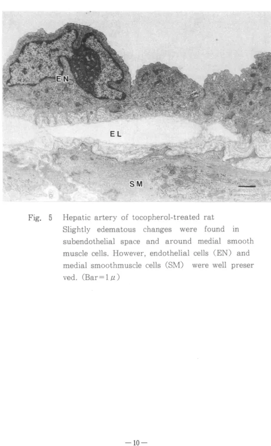 Fig.  5 Hepatic  artery  of  tocopherol-treated  rat 