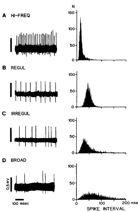 Fig. 3  Examples of  the  four spontaneous  firing patterns recorded in SNR  neurons 