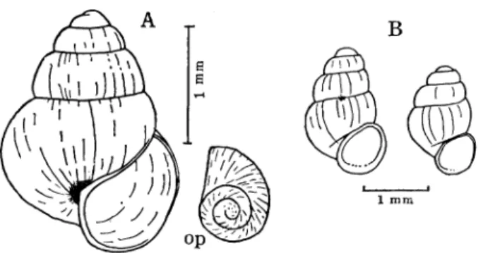 Fig。  10. TwO cave‐ dwelling snails. A― ― Cα υθ