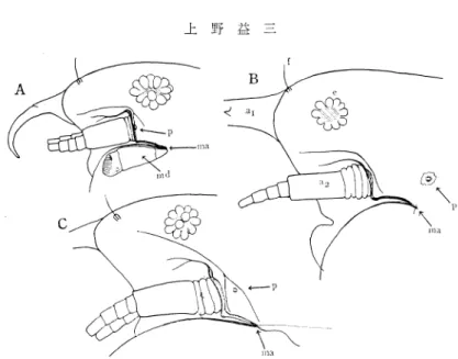 図 1.Bθ Sπ グ ηαの頭部側面図・A,B.Jθπ g″ ノ γ お ,♀ ,利 尻島オタ ドマ リ沼 ; B,3。 θ θ 雀多πグ ,♀ ,釧 路国 トーロ湖 ;C,3。 ル ノ α Jお ,  ♀ ,石 狩川旧河 道湖 .αl,第 一触角 ;a2,第 二触角 ;f,額 毛 ;e,複 眼 ;md,大 肥 ;ma, 大腺関節 (大 腺の付着点 );p,頭 側孔。 く ,楕 円形 また は長楕 円形 で あ る。 弧 状 縁 の線 状 構 造 と この側 孔 の位 置 形 態 とは ,3.ん π gグ