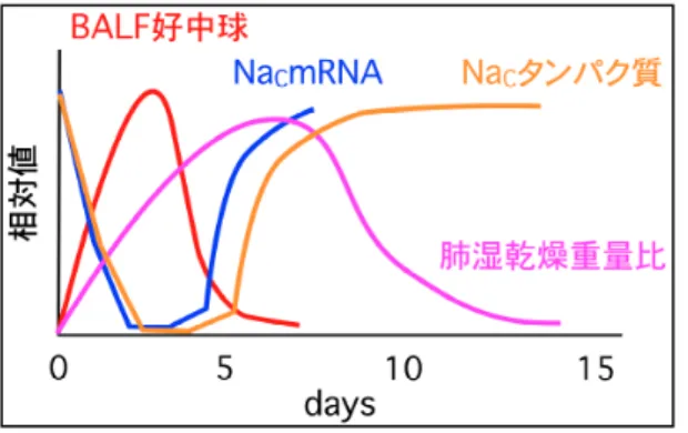図 8    LPS 投与後の測定データ間の比較                               (3)肺炎症時の肺の水分含有量変化      肺炎症時には肺胞毛細血管内皮の膜透過 性が亢進するため、肺胞腔や肺間質に体液成 分が流出し易くなり，肺組織が水分を異常に 含む状態になる。本研究の LPS 投与において、 肺組織の水分含有量がどのように変化して   いるか調べるために、肺湿乾燥重量比を経時 的に測定した（図 7）。LPS 投与後から 8 日目 にかけて肺湿乾燥重量比は有意に増加し、そ の
