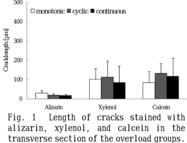 Fig.  1    Length  of  cracks  stained  with  alizarin,  xylenol,  and  calcein  in  the  transverse section of the overload groups. 