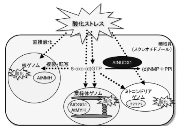 図 2. AtNUDX の細胞内局在性と推定される機 能  (2) 種々 の ヌクレオ シド 2-リン酸 類縁体 代謝 の生理 的 意義 の解明  ① DNA/RNA 酸化 傷害に対 する防御 機構  AtNUDX の分子特性から、シロイヌナズナに は細胞質局在型の AtNUDX1 が唯一の酸化ヌク レオチド加水分解酵素として存在すること が示された。大腸菌を用いた相補試験の結果、