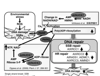 図 8. 酸化ストレス下における AtNUDX2 およ び 7 の役割  ③  NADPH、CoA および FAD の代謝制御  ・ シ ロ イ ヌ ナ ズ ナ 野 生 株 の 葉 に お い て AtNUDX19 に 由 来 す る NADPH  pyrophosphohydrolase 活性が認められた。ま た、 nudix19 破壊株では細胞内 NADPH 量が増 加していた（図 9）。  ・シロイヌナズナ遺伝子破壊株の解析から、
