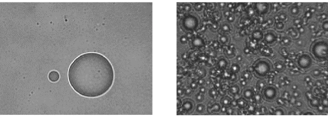 Fig. 4 Microphotograph